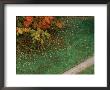 Fall Leaves Fall Onto Green Grass And Across A Sidewalk by Stephen Alvarez Limited Edition Print