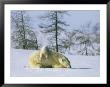 A Young Polar Bear Attempts To Climb On The Back Of Its Mother by Norbert Rosing Limited Edition Print