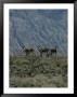 Group Of Wild Burros In The Panamint Valley by Marc Moritsch Limited Edition Print