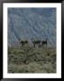 Group Of Wild Burros In The Panamint Valley by Marc Moritsch Limited Edition Pricing Art Print