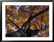 Maple Tree, Seattle, Washington, Usa by William Sutton Limited Edition Print