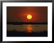 Wildfoul At Sunset On The Outer Banks by Emory Kristof Limited Edition Print