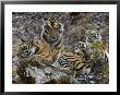 Bengal Tiger, Four One-Year-Old Tiger Cubs Together On Rocks, Madhya Pradesh, India by Elliott Neep Limited Edition Print