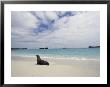Galapagos Sea Lion On Beach by Steve Winter Limited Edition Print