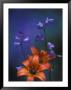 Wood Lily And Harebells, St. Ignace, Michigan, Usa by Claudia Adams Limited Edition Print