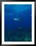 A Diver Swims Between A Coral Reef And A Caribbean Reef Shark by Brian J. Skerry Limited Edition Pricing Art Print