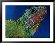 Lizard by Martin Folb Limited Edition Print