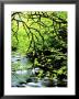 Sweet Gum Tree Over West Prong Of Little River, Usa by Willard Clay Limited Edition Print