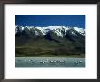 James Flamingo, Feeding In Altiplano Lake, S. Bolivia by Paul Franklin Limited Edition Print