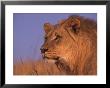 Lion, Kalahari National Park, South Africa by Chris And Monique Fallows Limited Edition Print
