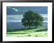 Lakeside Trees, Lake District, England by Iain Sarjeant Limited Edition Print