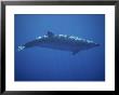 A Beaked Whale Swimming In The Clear Waters Of The Hawaiian Islands by Bill Curtsinger Limited Edition Print