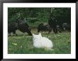 A Pet Domestic Cat Watching A Flock Of Wild Turkeys by Bill Curtsinger Limited Edition Print