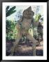 Mudmen, Mt. Hagen, Papua New Guinea by Michele Westmorland Limited Edition Pricing Art Print
