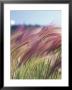 Wild Barley by Michele Westmorland Limited Edition Pricing Art Print