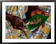 Indigenous Veddah Or Wanniyala-Aetto Man Holding Betel Nuts, Colombo, Sri Lanka by Dallas Stribley Limited Edition Print