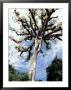 Ceiba Tree, Tikal, El Peten, Guatemala by Inger Hogstrom Limited Edition Print