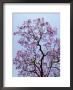Jacaranda Trees Blooming In City Park, Buenos Aires, Argentina by Michele Molinari Limited Edition Print