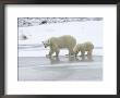 Polar Bear & Cub In Churchill, Manitoba by Keith Levit Limited Edition Pricing Art Print