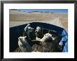 Llamas And Alpacas Ride In Style Across Perus High Desert Plain by Maria Stenzel Limited Edition Print