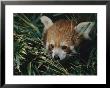 A Close View Of A Red Panda At The Perth Zoo by Nick Caloyianis Limited Edition Print