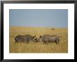 Black Rhinoceroses Sparring In The Grass by Michael S. Lewis Limited Edition Print