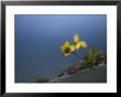 Close View Of Small Yellow Wildflowers by Mattias Klum Limited Edition Print