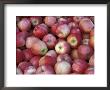 Freshly Picked Gala Apples, Monitor, Washington, Usa by Jamie & Judy Wild Limited Edition Pricing Art Print