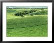 Wheatfields In The Palouse, Whitman County, Washington, Usa by Julie Eggers Limited Edition Print