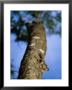A Dwarf Lemur Looks Out From Its Nest In The Trunk Of A Tree by Maria Stenzel Limited Edition Print