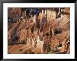Bryce Canyon From Sunrise Point, Bryce Canyon National Park, Utah, Usa by Jamie & Judy Wild Limited Edition Print