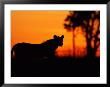 Silhouette Of A Lioness From The Central Pride by Beverly Joubert Limited Edition Print