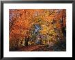 A Deciduous Forest Shows Off Its Fall Colors by Nick Caloyianis Limited Edition Print