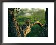 A Leopard Relaxes On A Tree Branch by Beverly Joubert Limited Edition Print