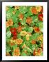 Tropaeolum Tutti Frutti by Mark Bolton Limited Edition Print