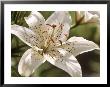 Lilium Mont Blanc Close-Up Of White Flower Karlskoga, Sweden by Bjorn Forsberg Limited Edition Print