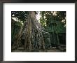 Ta Prohm, 400-Year-Old Tree, Cambodia by Walter Bibikow Limited Edition Print