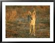 Black-Backed Jackal, Standing, Botswana by Patricio Robles Gil Limited Edition Print