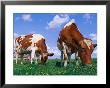Two Cows Grazing In A Field by Lynn M. Stone Limited Edition Print