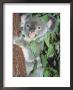 Koala Bear, Queensland, Australia by Don Grall Limited Edition Pricing Art Print