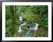 Waterfall At Mt. Rainer Rain Forest by Charles Benes Limited Edition Print