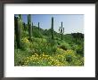 Sonoran Desert In Bloom, Picacho Peak State Park Arizona by David M. Dennis Limited Edition Print