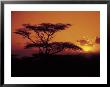 Acacia Tree At Sunset, Kenya by Timothy O'keefe Limited Edition Pricing Art Print