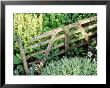 Mini Hurdle Separating Herbs Santolina, Parsley, Marjoram Little Hutchings, Sussex by Sunniva Harte Limited Edition Print