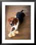 Beagle Dog With His Stuffed Animal by Lonnie Duka Limited Edition Pricing Art Print