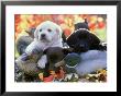 Black, Yellow And Chocolate Labrador Pups Resting On Duck Decoys by Alan And Sandy Carey Limited Edition Print