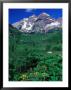 Wild Flowers And Mountain Maroon Bells, Co by David Carriere Limited Edition Print