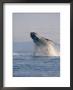 Breaching Humpback Whale by Stuart Westmoreland Limited Edition Print