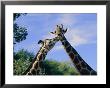 Giraffes Nuzzle One Another by Nick Caloyianis Limited Edition Pricing Art Print