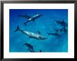 Atlantic Bottlenose Dolphin, With Atlantic Spotted Dolphins, Bahamas by David B. Fleetham Limited Edition Print